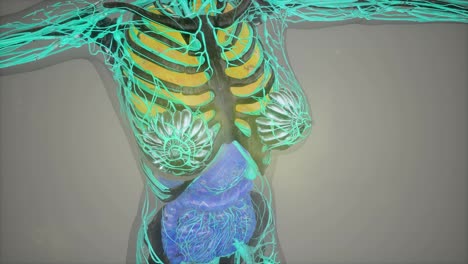model-showing-anatomy-of-human-body-illustration